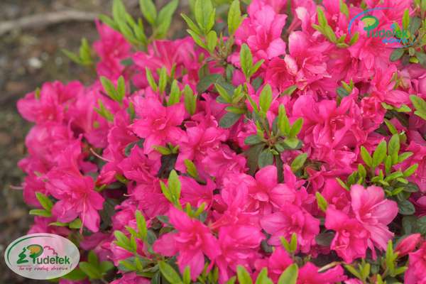 Azalia japońska Melina